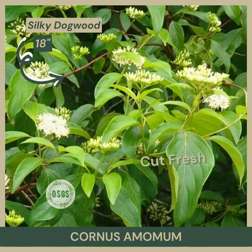 18&quot;&quot; Cornus amomum Silky Dogwood Cut Fresh Cuttings Stake Native - $29.08