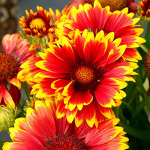 Indian Blanket Flower 300+ Seeds Perennial Gaillardia Aristata Native Wildflower - £5.15 GBP