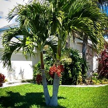 Christmas Palm Seeds - Manila Palm 5 Pack, Tropical Plant Enthusiast, Home Garde - £7.18 GBP