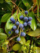 10 Blueberry Hawthorn {Crataegus brachyacantha} seeds  - £4.69 GBP