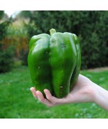 10 Seeds Emerald Giant Bell Pepper Seeds Sweet Non Gmo Heirloom Organic ... - £8.38 GBP