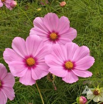 200+ Gloria Cosmos Seeds For Garden Planting - USA - ! - £5.02 GBP