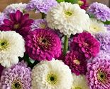 50 Seeds Bluberry Cream Mix Zinnia Flower - £7.81 GBP