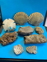 Old Collectible Prehistoric Mixed Shell Fossil Lot Of 9 Items - £62.97 GBP