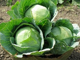 Thjar 200+ Cabbage Seeds Danish Ballhead- Heirloom- Non GMO- Fresh - £2.50 GBP