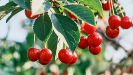 PPA 10+ Evans Cherry Seeds For Garden Planting - USA - Fast Shipping! - £3.99 GBP