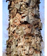 30 Dahurian Birch Seeds Betula Dahuvica Fresh Seeds - $238.07 MXN
