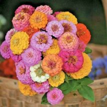 150 Zinnia Lilliput Mix Flowers Seeds #GRN01 - £14.37 GBP