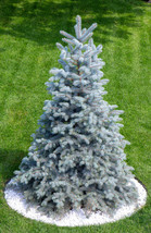 Sale 50 Seeds Colorado Blue Spruce Tree Picea Pungens Glauca Christmas Tree Silv - £7.79 GBP