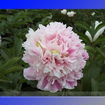 NEW New Double Pink Peony Flower with Green Pot Plant Seeds, Professional Pack,  - £4.35 GBP