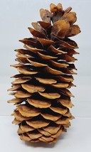 Giant Pine Cone 8&quot; Tall Arts Crafing Christmas Decoration Decor Jumbo - £9.47 GBP