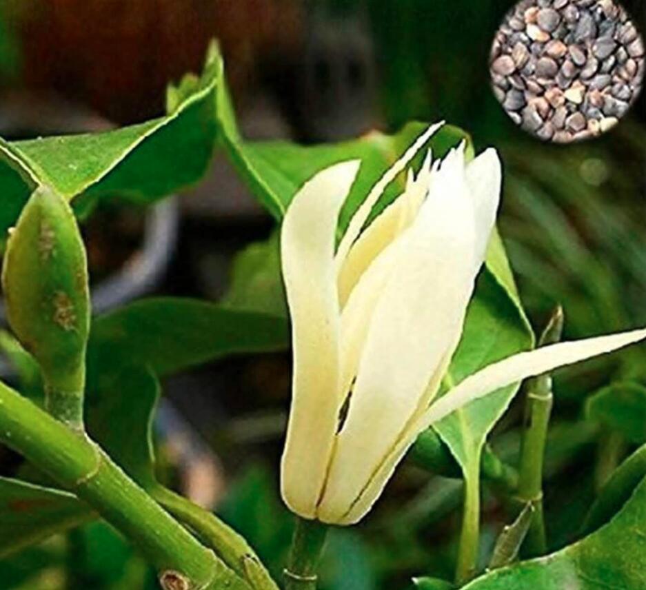 AQL 20 Of Michelia Alba Flower Seeds White Flowers