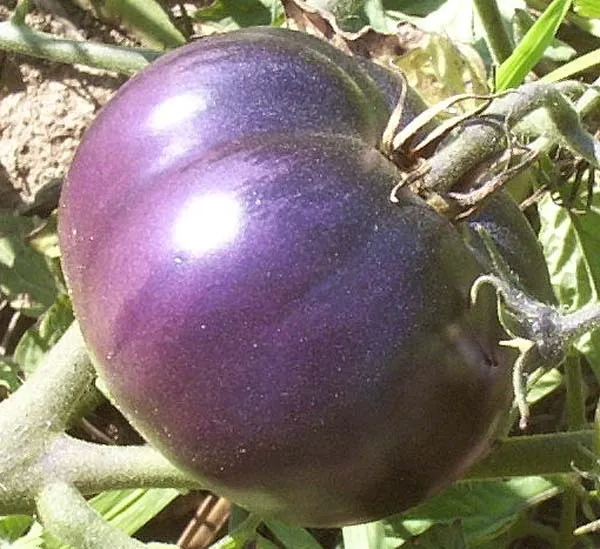 Purple Tomato Medicinal Antioxidant 15 Seeds Heirloom Healthful Fresh Garden - £5.46 GBP