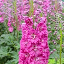 50 Bright Pink Delphinium Seeds Perennial Garden Flower   - £10.62 GBP