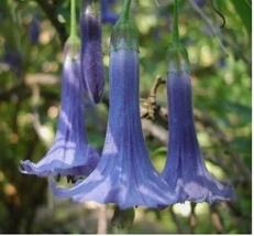 10 Seeds Blue Angel Trumpet Tropical Fragrant Small Shrub Flowers  - £6.80 GBP