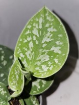 Scindapus Argyraeussilver Pothos Live Plant In 4 Inch Pot Fresh Gardenin... - $18.97