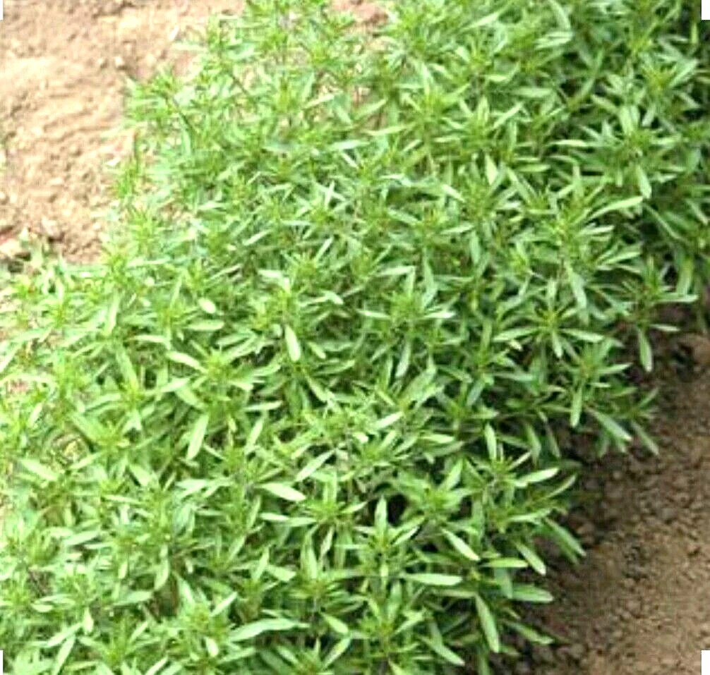 500 SUMMER SAVORY Herb Flower Seeds-Non GMO-Organic-Open Pollinated - $4.60