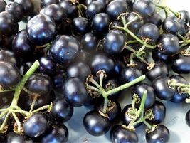 10 Black Goji Berry {Lycium ruthenicum} seeds Free Shipping! - £7.09 GBP