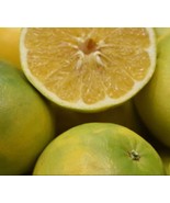 California only!! Cocktail Grapefruit Tree, 24-36&quot; tall, grafted plant - £101.44 GBP
