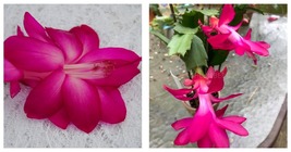 4&quot; Potted Plant Sterling Christmas Cactus Schlumbergera Truncata - £67.93 GBP