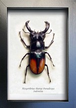 Fighting Stag Beetle Hexarthrius Parryi Archival Conservation Entomology Display - $59.99