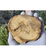Petrified Wood Stone Decorative Crystal Slice (M08) - $460.77 MXN
