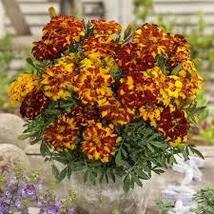 French Marigold Bolero Mix Fiery Colors 100 Seeds - $12.00