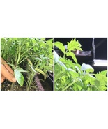 BEEFSTEAK TOMATO LIVE PLANTS 6 to 10 inches 60+ days old - A01 - £51.78 GBP
