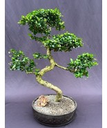 Flowering Fukien Tea Bonsai Tree Curved Trunk & Tiered Branching  (ehretia micro - $725.00