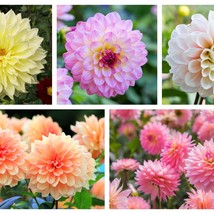 50 Watercolor Mix Dahlia Variabilis Double Bloom Mixed Colors Yellow Peach Pink  - £11.79 GBP