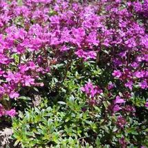 Creeping Thyme Purple Groundcover Lawn Herb Drought Arid Perennial 4000 Seeds - £5.10 GBP