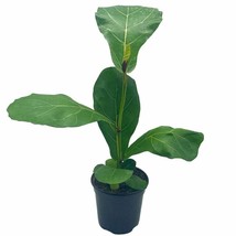 Ficus lyrata Bambino, 4 inch, Dwarf Fiddle Leaf Fig Tree - £9.44 GBP