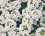 Sweet Alyssum Flower Seeds 4000 Carpet Of Snow White Aroma Annual Fast S... - $8.99