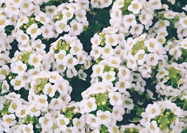Sweet Alyssum Flower Seeds 4000 Carpet Of Snow White Aroma Annual Fast Shipping - £7.06 GBP