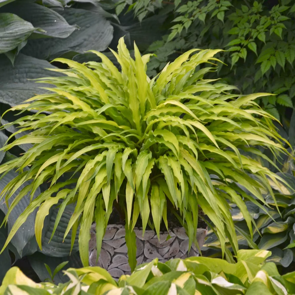 Hosta Curly Fries 5.25 Inch Pot Well Rooted Strange - $34.19