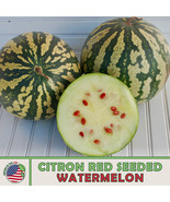 AD 10 Citron Red Seeded Watermelon Seeds Heirloom Non Gmo Home Garden - $247.41 MXN