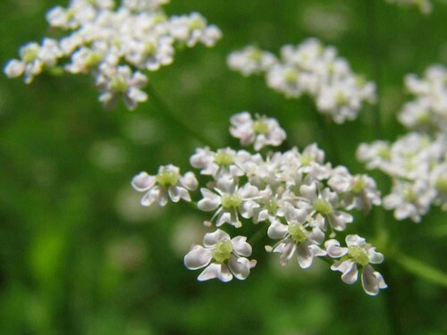 Anise Seeds 300+ Common Licorice  - $4.47
