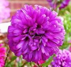 Purple (Mixed) Cosmos Bipinnatus Coreopsis Seeds Double Flowers Item NO.... - £7.85 GBP