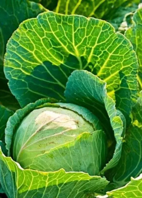 SKMO Cabbage Early Jersey Wakefield Non Gmo 500 Seeds Bulk Indoor Gardening  - £7.24 GBP