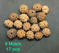 9 Mukhi Rudraksha Nine Face Rudraksh Nepal Origin 17 Pieces Lab Certified - $998.54