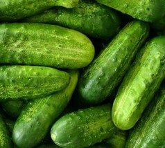 BStore Cucumber Seeds 45 National Pickling Vegetable Garden Pickling - £6.75 GBP