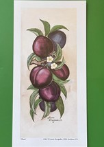 Set-5 Vintage Laurie Korsgaden APPLES Farmhouse/Country Decor  Art Print - $272.96 MXN