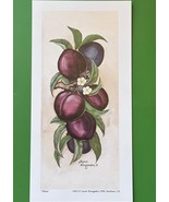 Set-5 Vintage Laurie Korsgaden APPLES Farmhouse/Country Decor  Art Print - $20.77 CAD