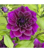 PSA Dahlia Thomas Edison 3 Plant Divisions Summer Flower Fast Growing - $964.70 MXN