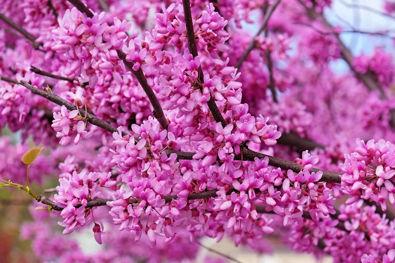 40 Seeds Giant Redbud Tree Cercis Gigantea Pink Purple Flower - £7.71 GBP