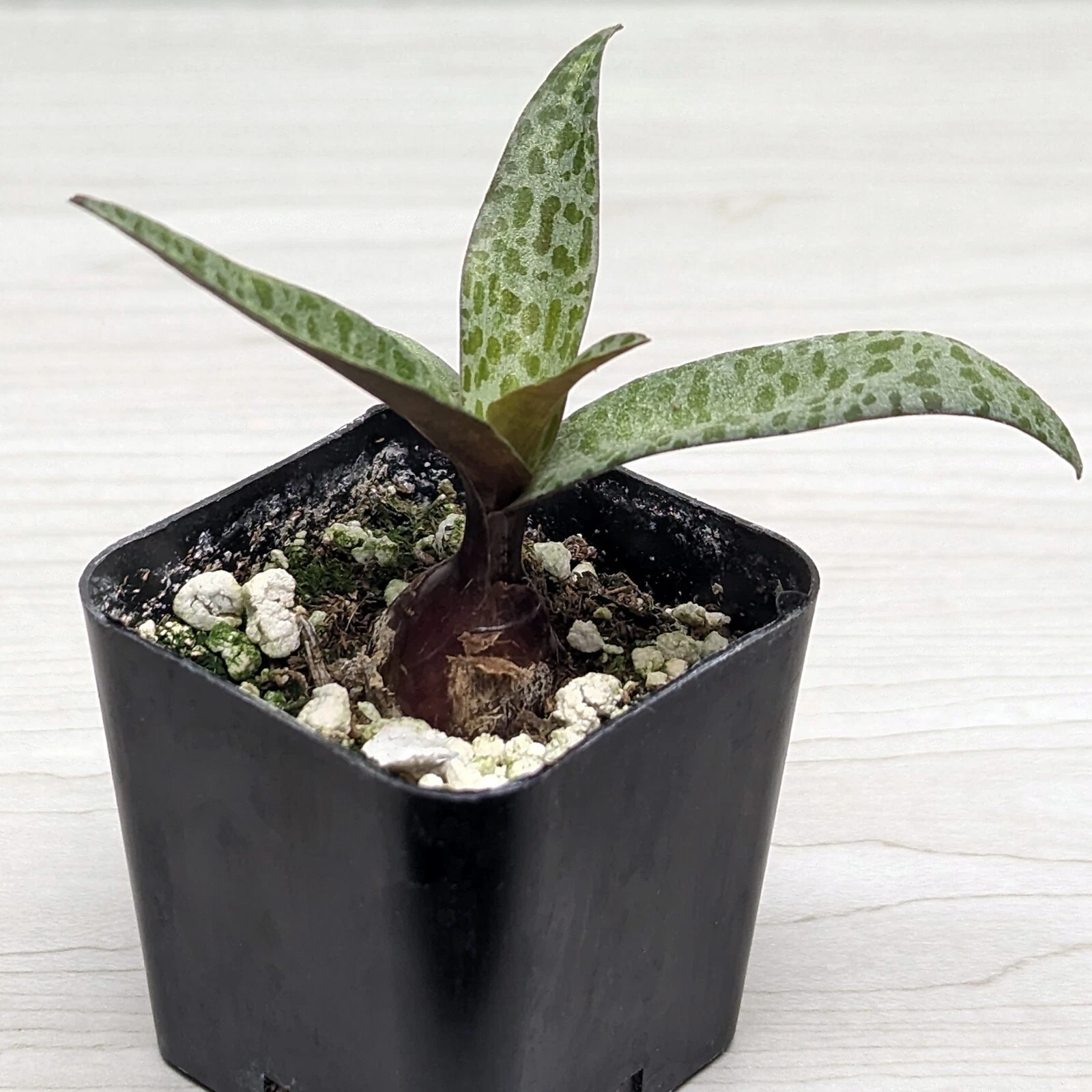 Succulent Live Plant - Ledebouria Socialis Silver Squill - In 2&quot; Pot - $17.20