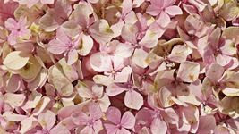 75 Seeds Packet Hydrangea Seeds - Fragrant Style 14 - £9.39 GBP