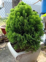 Oriental Arborviate Platycladus Orientalis 30 Seeds Garden USA Seeds - $8.50