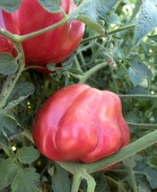 20 Oaxacan Pink Tomato Seed Sweet Juicy New Fresh Seeds USA - $16.50