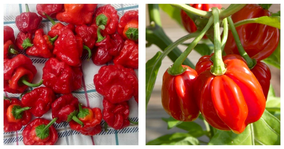 Primary image for 4" Pot - Jamaican Hot Red Scotch Bonnet Pepper Plant